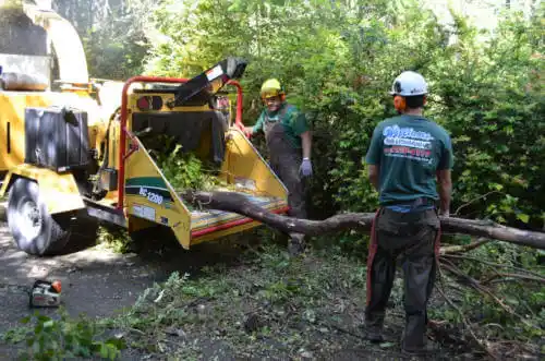 tree services Pompano Beach